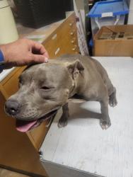 Found/Stray Male Dog last seen Flintlock Road, Houston, TX 77040
