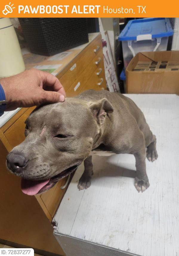 Found/Stray Male Dog last seen Flintlock Road, Houston, TX 77040