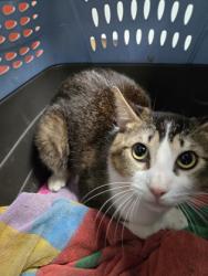Shelter Stray Male Cat last seen Oakland, CA , Oakland, CA 94601