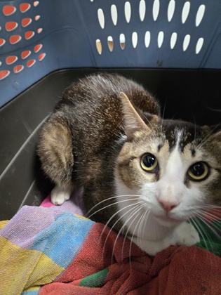 Shelter Stray Male Cat last seen Oakland, CA , Oakland, CA 94601
