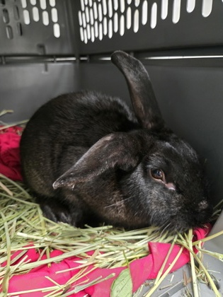 Shelter Stray Male Rabbit last seen Oakland, CA 94601, Oakland, CA 94601
