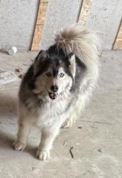 Lost Female Dog last seen Near alturas Cir , Orem, UT 84058