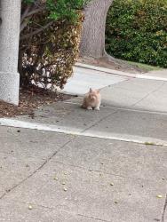 Reunited Unknown Cat last seen Henderson, Sunnyvale, CA 94086