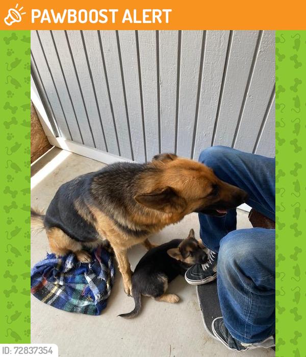 Found/Stray Female Dog last seen 227th E and Highway 138, Los Angeles County, CA 93544