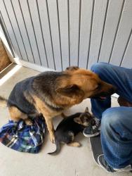 Found/Stray Female Dog last seen 227th E and Highway 138, Los Angeles County, CA 93544