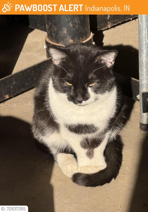 Found/Stray Unknown Cat last seen Southwest corner of 43rd and Illinois Street, Indianapolis, IN 46208