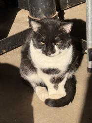 Found/Stray Unknown Cat last seen Southwest corner of 43rd and Illinois Street, Indianapolis, IN 46208