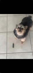 Reunited Female Dog last seen Pecos Trail and Red River Trail, Irving, TX 75063
