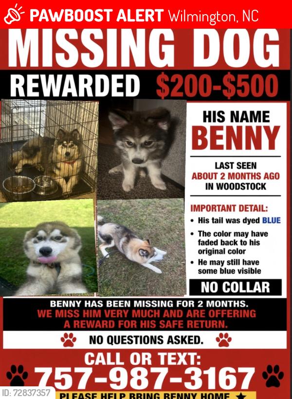 Lost Male Dog last seen Idk, Wilmington, NC 28403