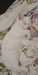 Lost Female Cat last seen Knoxfield , Knoxfield, VIC 3180