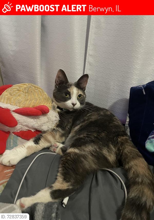 Lost Female Cat last seen South Harvey Ave , Berwyn, IL 60804