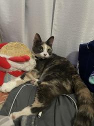 Lost Female Cat last seen South Harvey Ave , Berwyn, IL 60804