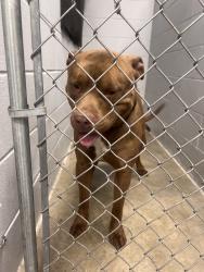 Found/Stray Male Dog last seen Airport animal emergi-center, Indianapolis, IN 46241