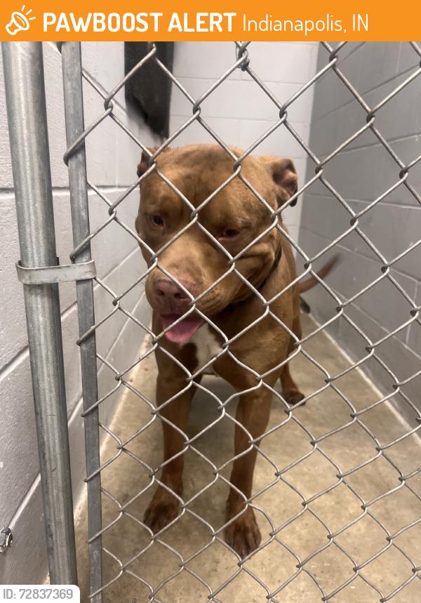 Found/Stray Male Dog last seen Airport animal emergi-center, Indianapolis, IN 46241