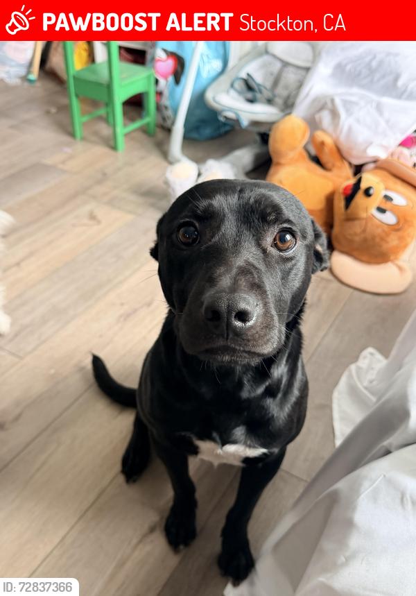 Lost Male Dog last seen Swain Ave, Stockton, CA 95207