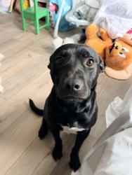 Lost Male Dog last seen Swain Ave, Stockton, CA 95207