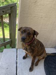 Found/Stray Female Dog last seen Tezel rd by 8102 little ceasers, San Antonio, TX 78250