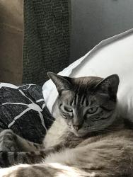 Reunited Male Cat last seen 17th St and 7th Ave, Tampa, FL 33605