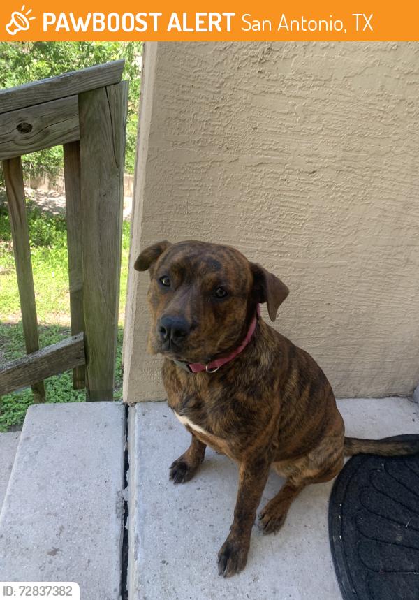 Found/Stray Female Dog last seen Tezel rd by 8102 little ceasers, San Antonio, TX 78250