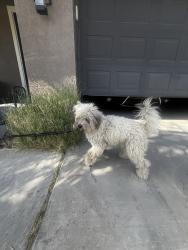 Found/Stray Male Dog last seen Krameria, Moreno Valley, CA 92553