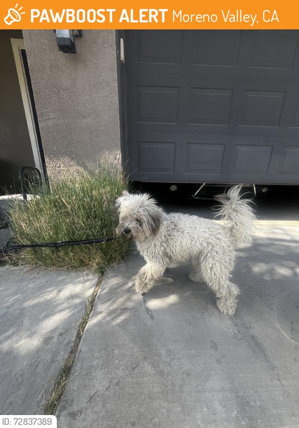 Found/Stray Male Dog last seen Krameria, Moreno Valley, CA 92553