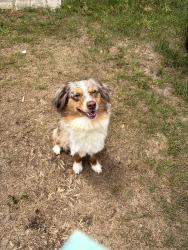 Reunited Male Dog last seen In yard ofbhome, Valrico, FL 33594