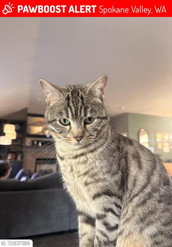 Lost Female Cat last seen 2nd and Barker, Spokane valley, Spokane Valley, WA 99016