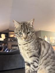 Lost Female Cat last seen 2nd and Barker, Spokane valley, Spokane Valley, WA 99016