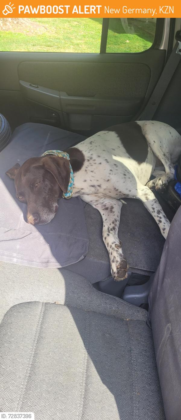 Found/Stray Female Dog last seen Sanders Rd, New Germany, KZN 3610