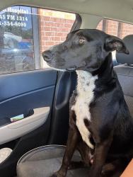 Found/Stray Male Dog last seen On 99 near the Montgomery/liberty line, Dayton, OH 45402