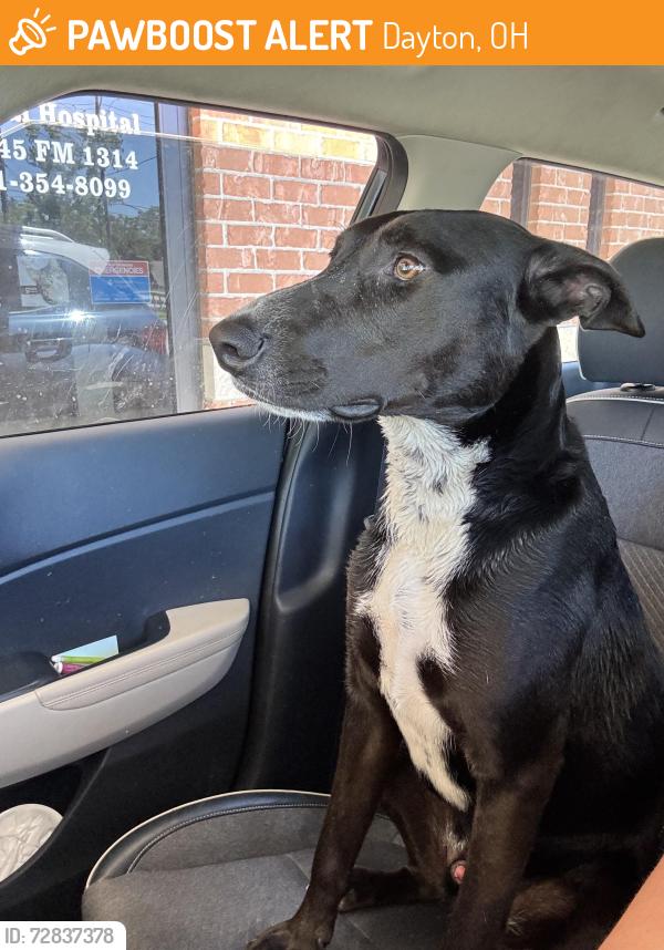 Found/Stray Male Dog last seen On 99 near the Montgomery/liberty line, Dayton, OH 45402