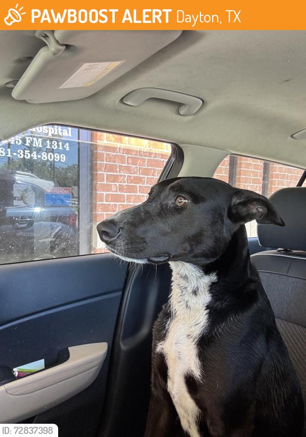 Found/Stray Male Dog last seen Near &1960 area , Dayton, TX 77535