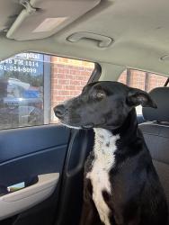 Found/Stray Male Dog last seen Near &1960 area , Dayton, TX 77535