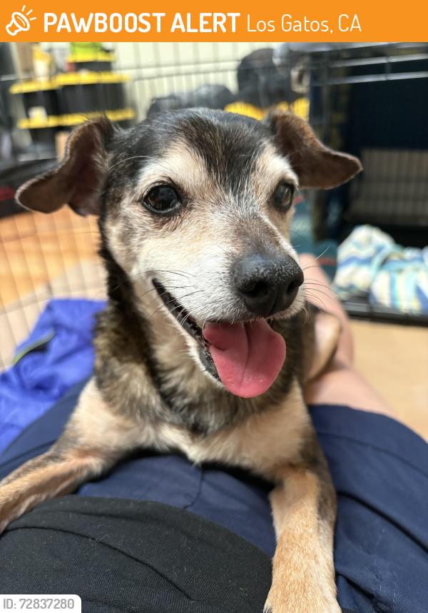Found/Stray Male Dog last seen Santa Cruz, summit road, Los Gatos, CA 95036