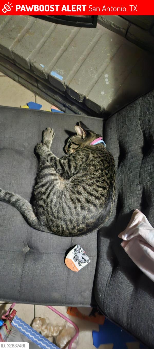 Lost Female Cat last seen Ridge Forest, Ridge Hill or Wenzel, San Antonio, TX 78233