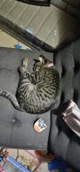 Lost Female Cat last seen Ridge Forest, Ridge Hill or Wenzel, San Antonio, TX 78233