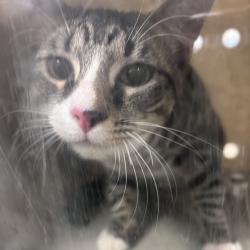 Shelter Stray Male Cat last seen , Philadelphia, PA 19140