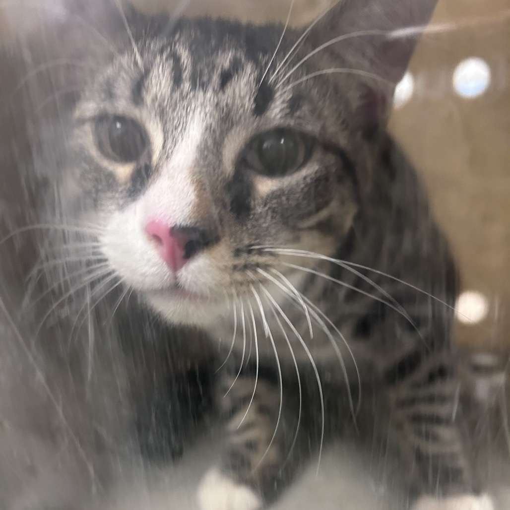 Shelter Stray Male Cat last seen , Philadelphia, PA 19140