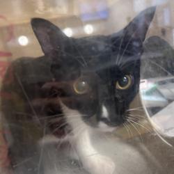 Shelter Stray Male Cat last seen , Philadelphia, PA 19140