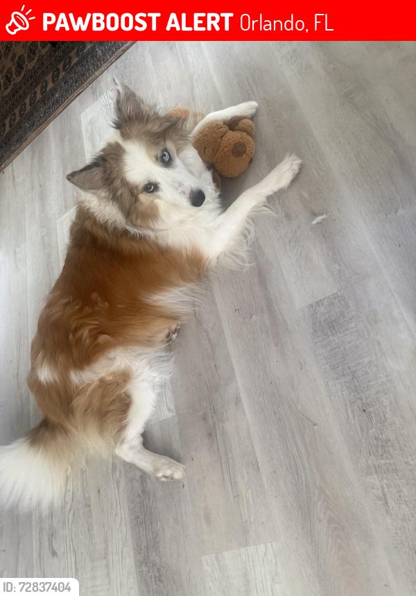 Lost Female Dog last seen Near Lejay St, Orlando, FL 32825