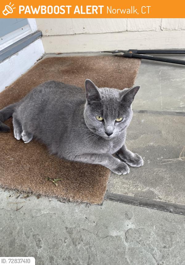 Found/Stray Unknown Cat last seen South Norwalk/Flax Hill , Norwalk, CT 06854