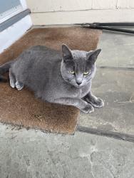 Found/Stray Unknown Cat last seen South Norwalk/Flax Hill , Norwalk, CT 06854