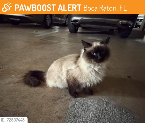 Found/Stray Unknown Cat last seen A1A and Sweetwater Ln , Boca Raton, FL 33431