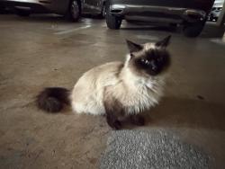 Found/Stray Unknown Cat last seen A1A and Sweetwater Ln , Boca Raton, FL 33431