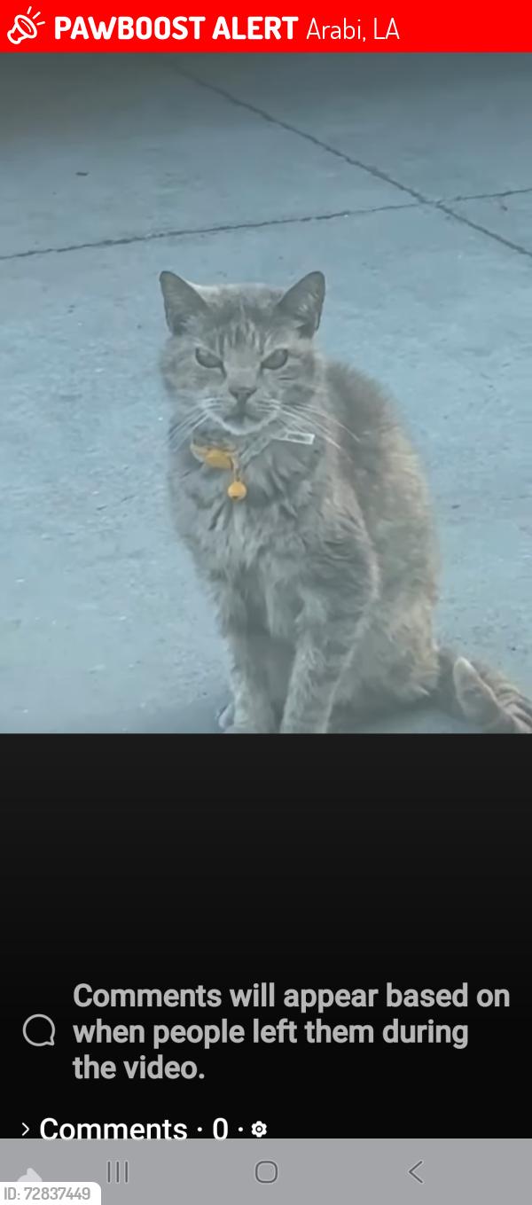 Lost Female Cat last seen Angela Ave. & Patricia  St., Arabi, LA 70032