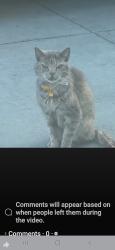 Lost Female Cat last seen Angela Ave. & Patricia  St., Arabi, LA 70032
