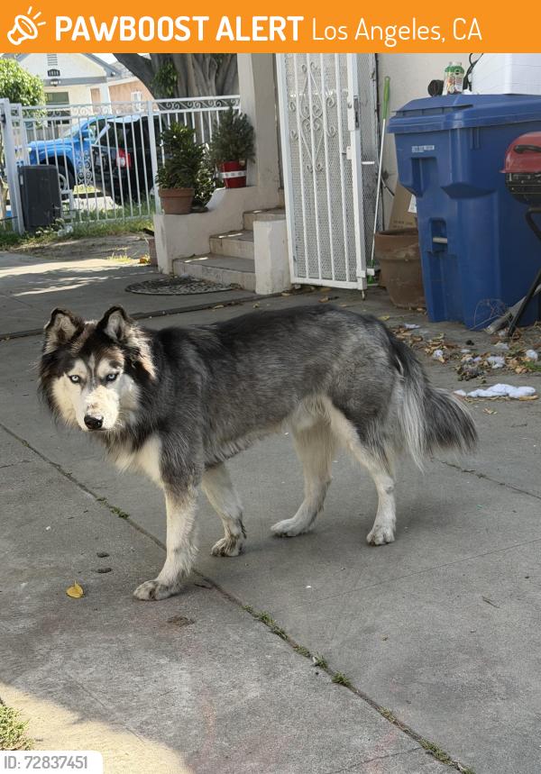 Found/Stray Unknown Dog last seen John Muir library , Los Angeles, CA 90044