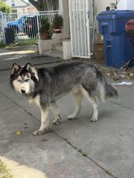 Found/Stray Unknown Dog last seen John Muir library , Los Angeles, CA 90044