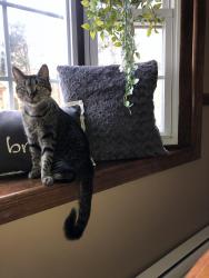 Lost Male Cat last seen Mt Hope church and longleaf rd , McLeansville, NC 27301