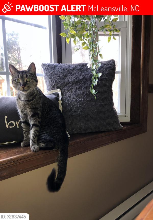Lost Male Cat last seen Mt Hope church and longleaf rd , McLeansville, NC 27301